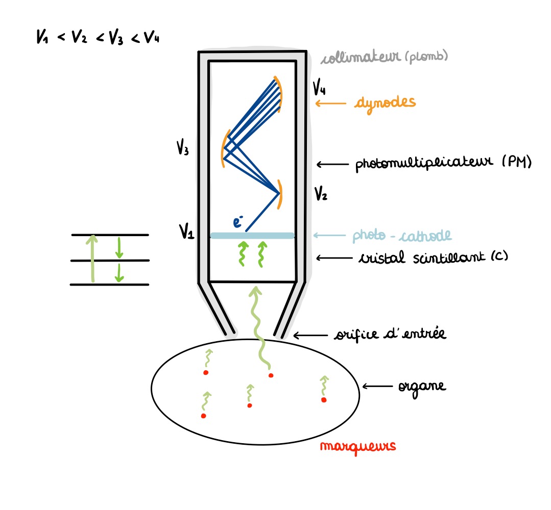 <p>1) Les <strong>photons-γ</strong> (d’une zone bien déterminé) rentre dans le détecteur par le collimateur.</p><p>2) Ils sont détectés par un <strong>cristal scintillant</strong> qui vont absorber leur énergie, excitant les atomes du cristal scintillant. Ensuite, en revenant à son état initiale, il va perdre de l’énergie sous forme de photons du domaine visible (Énergie plus faible qu’initialement)</p><p>3) Les photons visibles vont frapper la <strong>photo-cathode</strong> et donc par effet photoélectrique, elles vont éjecté des électrons. Une certaine énergie est fournie à l’électron</p><p>4) Les électrons arrivent ensuite sur le <strong>photomultiplicateur</strong>, composé d’une succession de dynodes (Potentiel électrique croissant). Un e- arrive sur la 1e dynode, il cède son E aux atomes de la dynode pour produire d’autres électrons (Passage de 1e- à 3e- et de 3e- à 6e- sur la dernière dynode). Les dynodes qui suivent attirent les e- (avec leur ddp).</p><p>5) Les e- sont accélérés dans cet ddp et ont une certaine énergie cinétique. Ce courant électrique, une fois suffisament intense, est collecté à la sortie du tube pour son analyse par système électronique.</p>