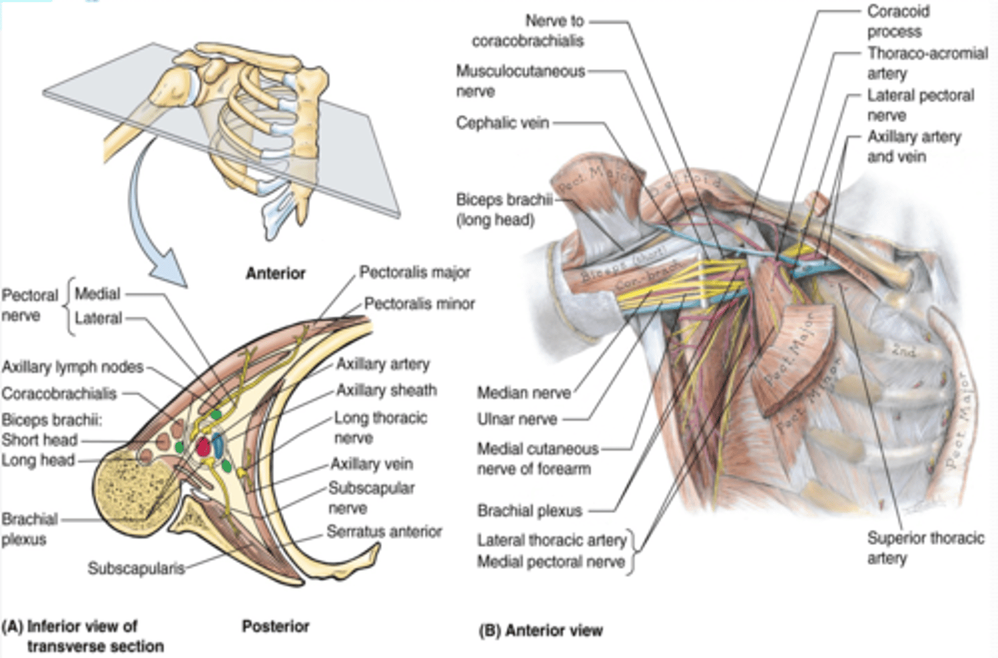 <p>intertubercular groove of humerus</p>
