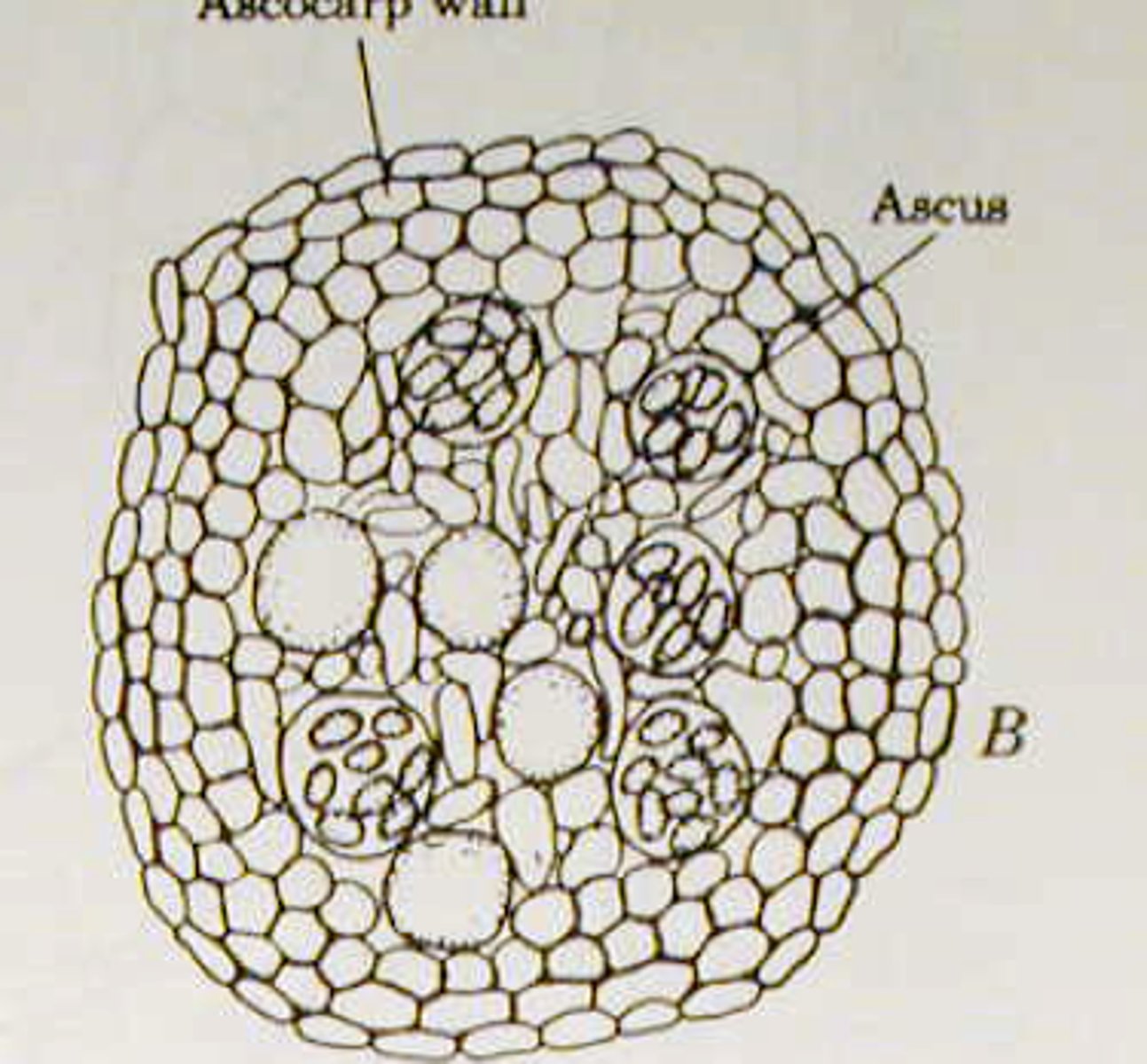 <p>completely closed, excellent spore protection but it must rupture to release its spore</p>