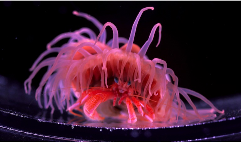 <p>Antrozoa</p><p>(janë në simbiozë me gaforre deti)</p>