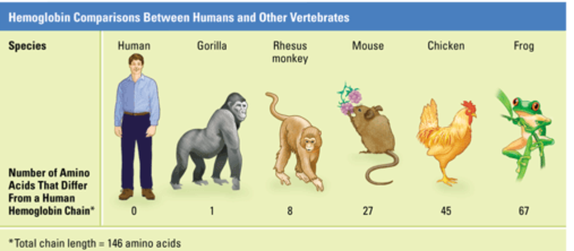 hemoglobin comparisons between humans and other vertebrates