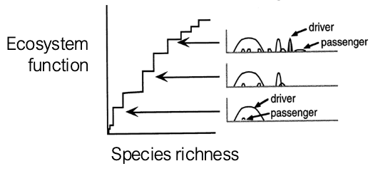 <ul><li><p>Some species are drivers and contribute strongly to ecosystem function</p></li><li><p>Some species are passengers and contribute only to species richness</p></li></ul><p></p>