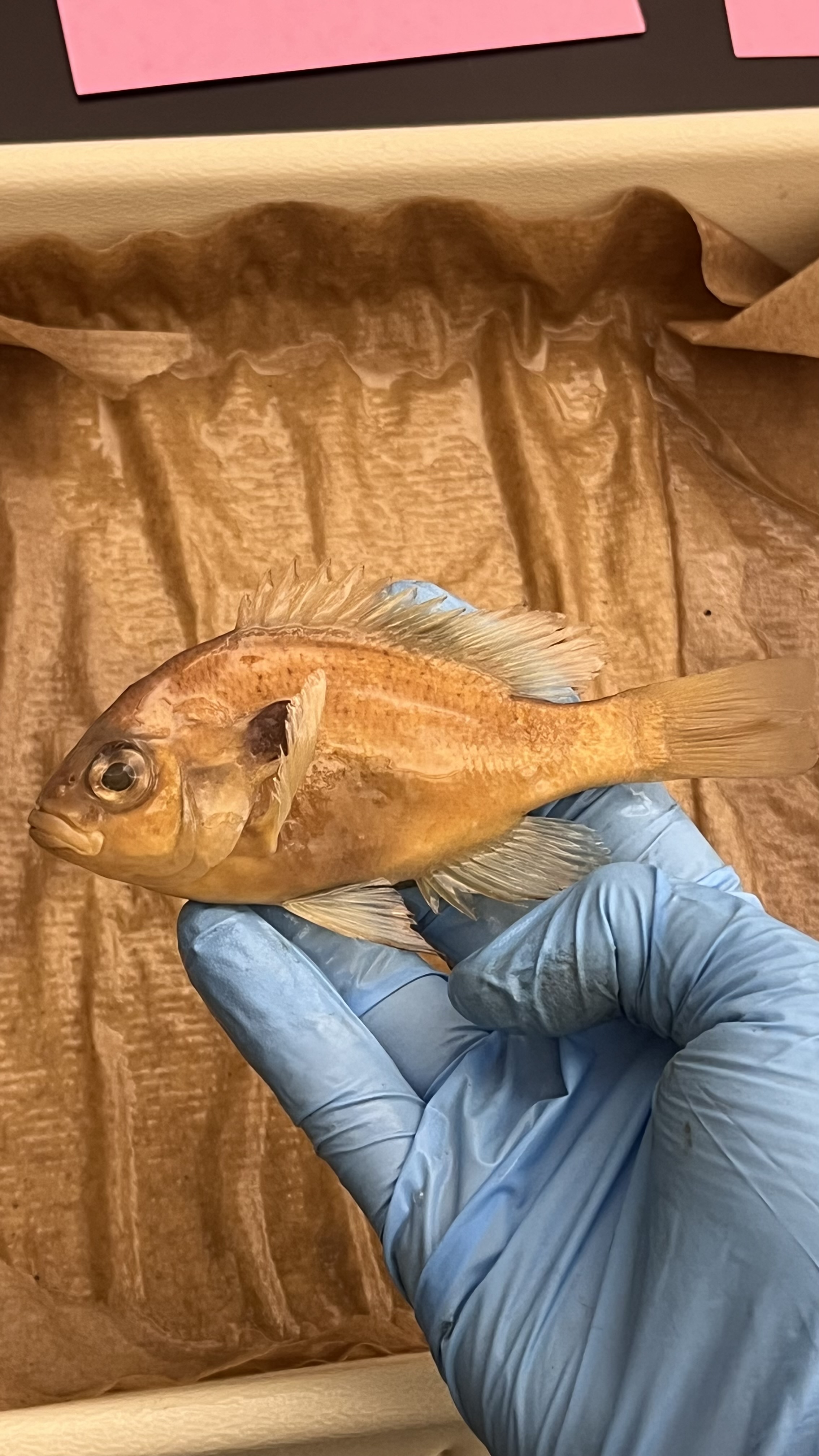 <p>Longear Sunfish</p>