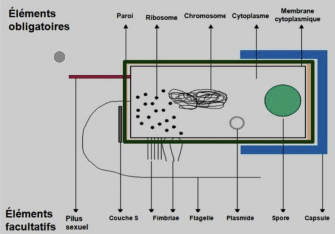 obligatoire : paroi cellulaire / mb plasmique / cytoplasme / ribosomes / chromosomes 