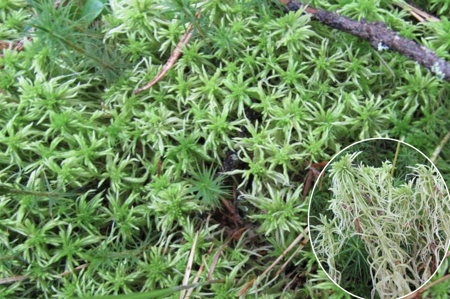 <p>Identificar el briófito</p>