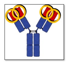 <p>Found on the N terminal (ends of the Y), Variable regions promote Ag Binding 3 hypervariable regions form loops that bind Ag based on complementarity - Complementarity Determining Region (CDR) The remaining V domain regions are structurally conserved Framework Regions (FW)</p>