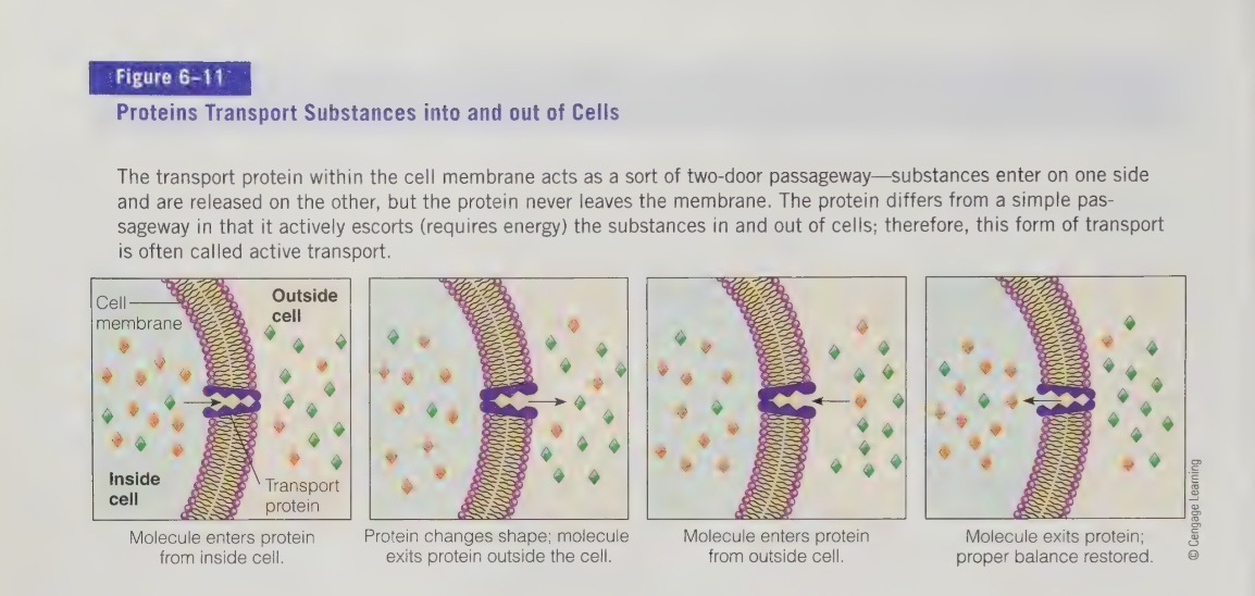 <ul><li><p>proteins regulate quantity of fluids in the compartments of the body</p></li><li><p>cell must maintain constant amount of fluids to remain alive</p></li><li><p>water can diffuse freely in and out of cells, proteins cannot and they attract water</p></li><li><p>maintain stores of integral proteins, help cells to retain the fluid they need</p></li><li><p>if system fails (e.g protein deficiency) too much fluid collects in the spaces between the tissues, causing edema</p></li><li><p>transport proteins also hold electrolytes in proper chambers</p></li></ul><p></p>