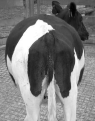 <p>Slight, but persistent rumen tympany (bloat)</p><p>Final stages → lateral recumbency, with severe tetanic</p><p>spasms, often accompanied by opisthotonos</p>
