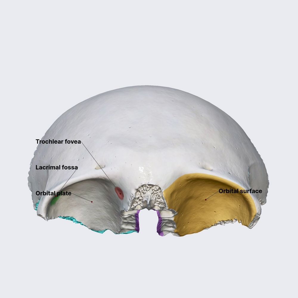 <p>D. a, b, c đúng.</p><p><span style="color: purple"><em>(trán, sàng, bướm) </em></span></p>