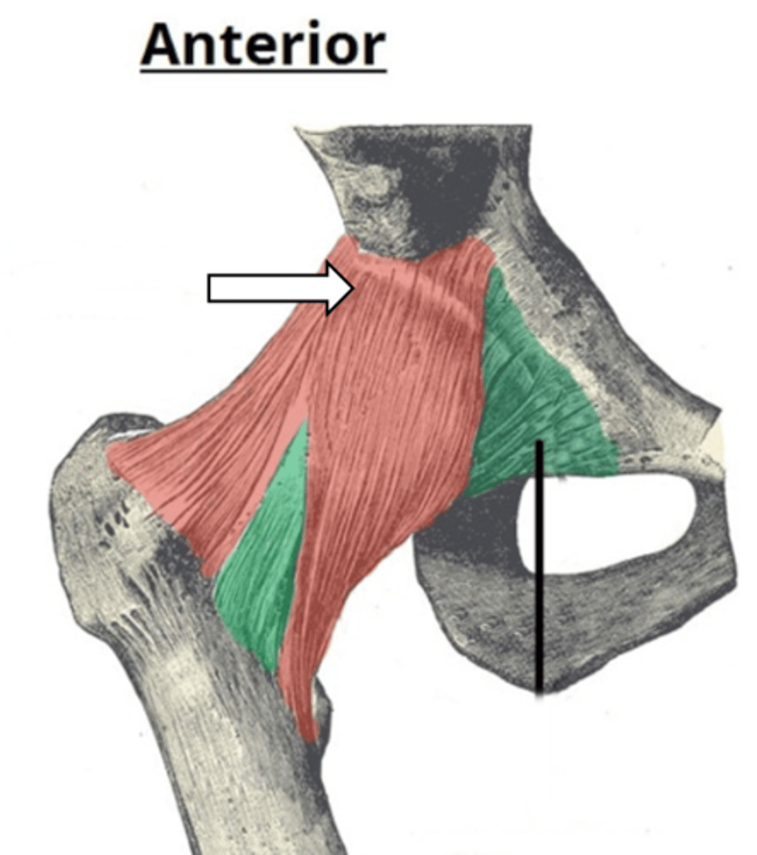<p>name the articulation/joint</p>
