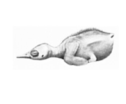 <p>pollo Nidícolas</p>