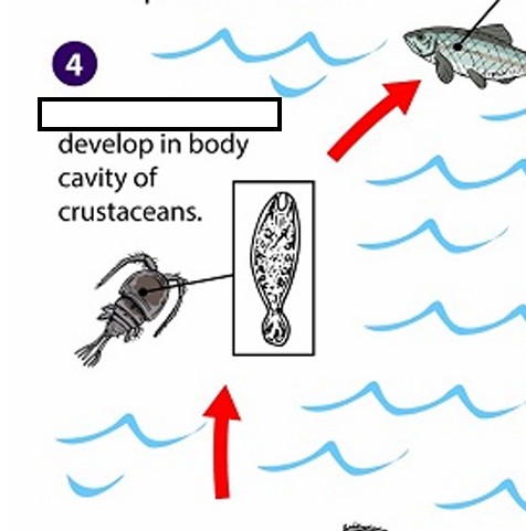 <p>After ingestion by a suitable crustacean (first intermediate host) the coracidia develop into <strong><em><em></em></strong></em>__</p>