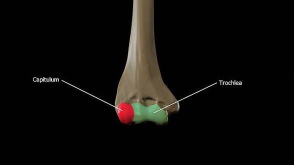 <p>Capitulum of humerus</p>