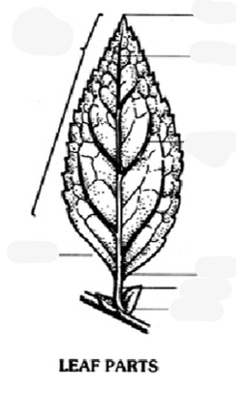 <p>Identifying Dicots: Leaf Parts</p>