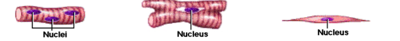 <p>List the three types of contractile cells of the body. </p>
