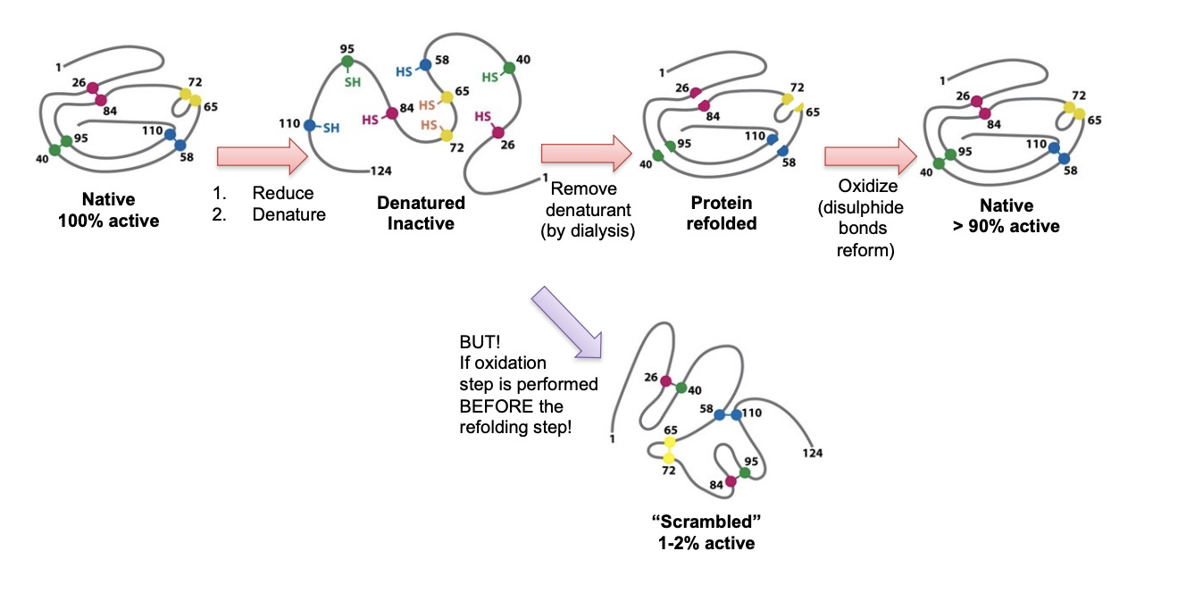 <ol><li><p>Added Urea and DTT upon catlytic activity of ribonucluase</p></li><li><p>Lost all activity</p></li><li><p>Dialysed the Urea out first→ refolded correctly</p></li><li><p>Oxidised the DTT out→ reformed 90% of intitial activity</p></li></ol><p></p><p>If oxidised first and then urea out→ only 1-2% of activity</p><ul><li><p>this is because illegitmatie random disulphide bonds were able to form when the protein was unfolded prior to urea removal!</p></li></ul><p></p>