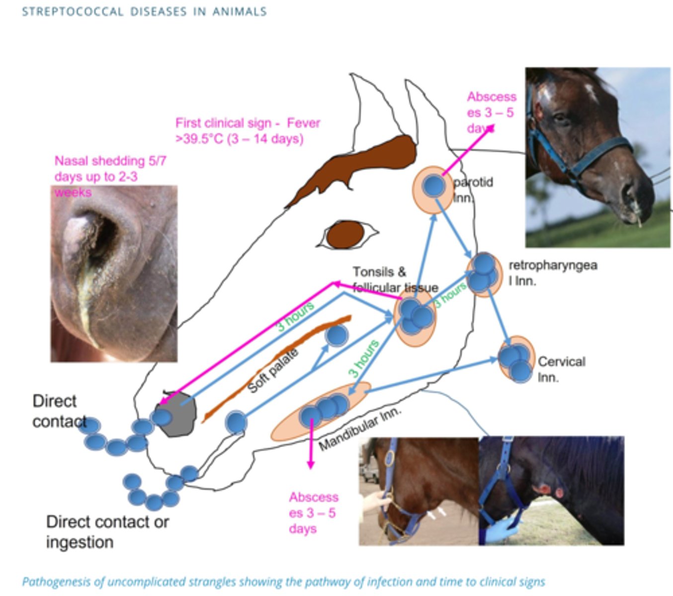 <p>Horse Gets coughed on → Breathed in → Nasal Cavity → Attaches to Tonsils → Moves to Lymph Nodes of the head (Mainly Retropharyngeal)→ Capsule Prevents Destruction → Inflammation → Neutrophils → Degranulation → Abscess → Abscess’s Rupture → Pus from nasal cavity</p>