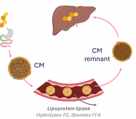 <p>- enterocytes absorb cholesterol, secrete chylomicrons (85% TG)</p><p>- Chylomicrons transported through capillaries - TG depleted</p><p>- Lipoprotein lipase: Liberates FFA for use by peripheral tissues</p><p>- Chylomicron becomes chylomicron remnant (taken up by liver. The cholesterol from membrane and cholesteryl esters from core</p><p>- as the chylomicrons move through the bloodstream lipoprotein lipase triglycerides are depleted from the chylomicrons, liberates FFA</p><p>- CM remnant still has cholesterol in membrane and cholesteryl esters in core</p>