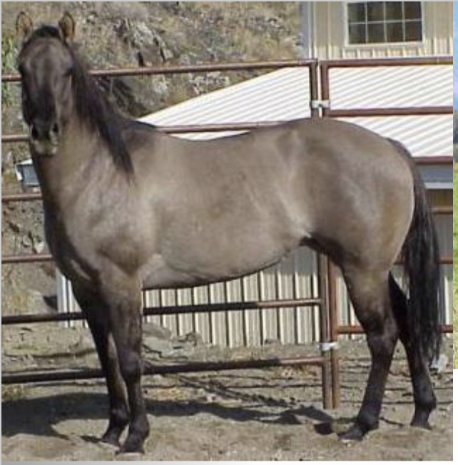 <p>What color point is this horse, that almost always has Primitive marks?</p>