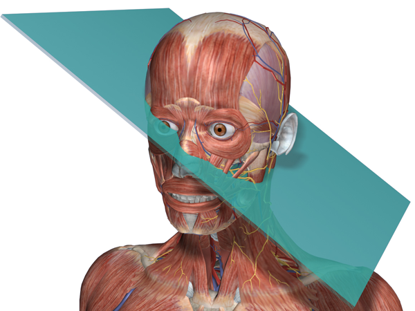passes through the body or organ at an oblique angle. 