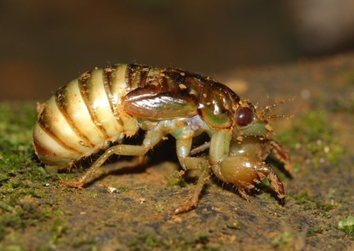 <p>wingless, compact with strong digging forelegs, develop underground for 2-17 years</p>