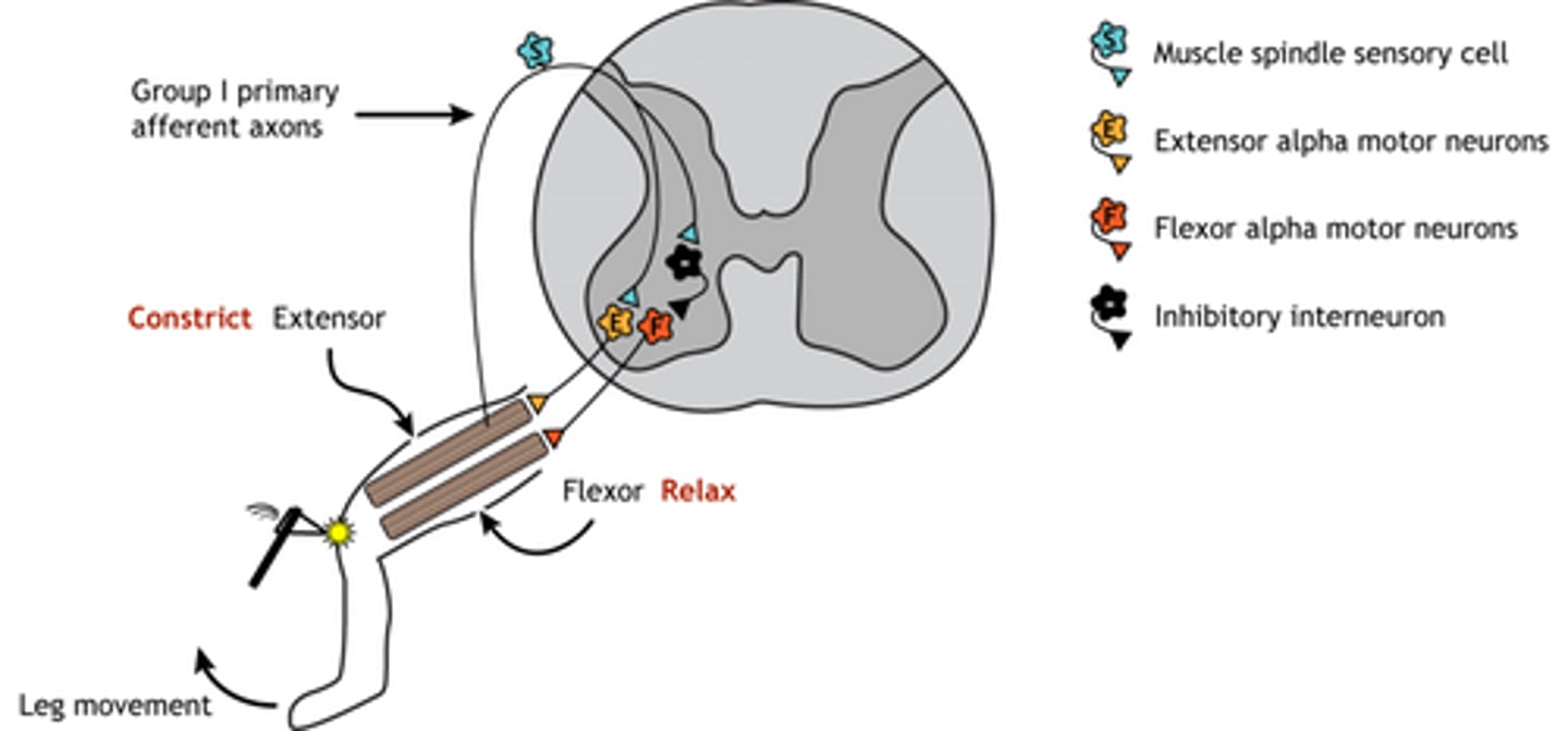 <p>1. muscle spindle stretched</p><p>2. 1a fibers activated towards the spinal cord</p><p>3. interneuron activated (inhibitory or excitatory depending on reflex)</p><p>4a. Aγ activate, going to intrafusal muscles -- helps with contraction</p><p>4b. Aα active (or deactivate), going to the extrafusal muscle</p><p>why deactivate? -- some spinal reflexes deactivate antagonist muscles, like the flexor muscle</p>