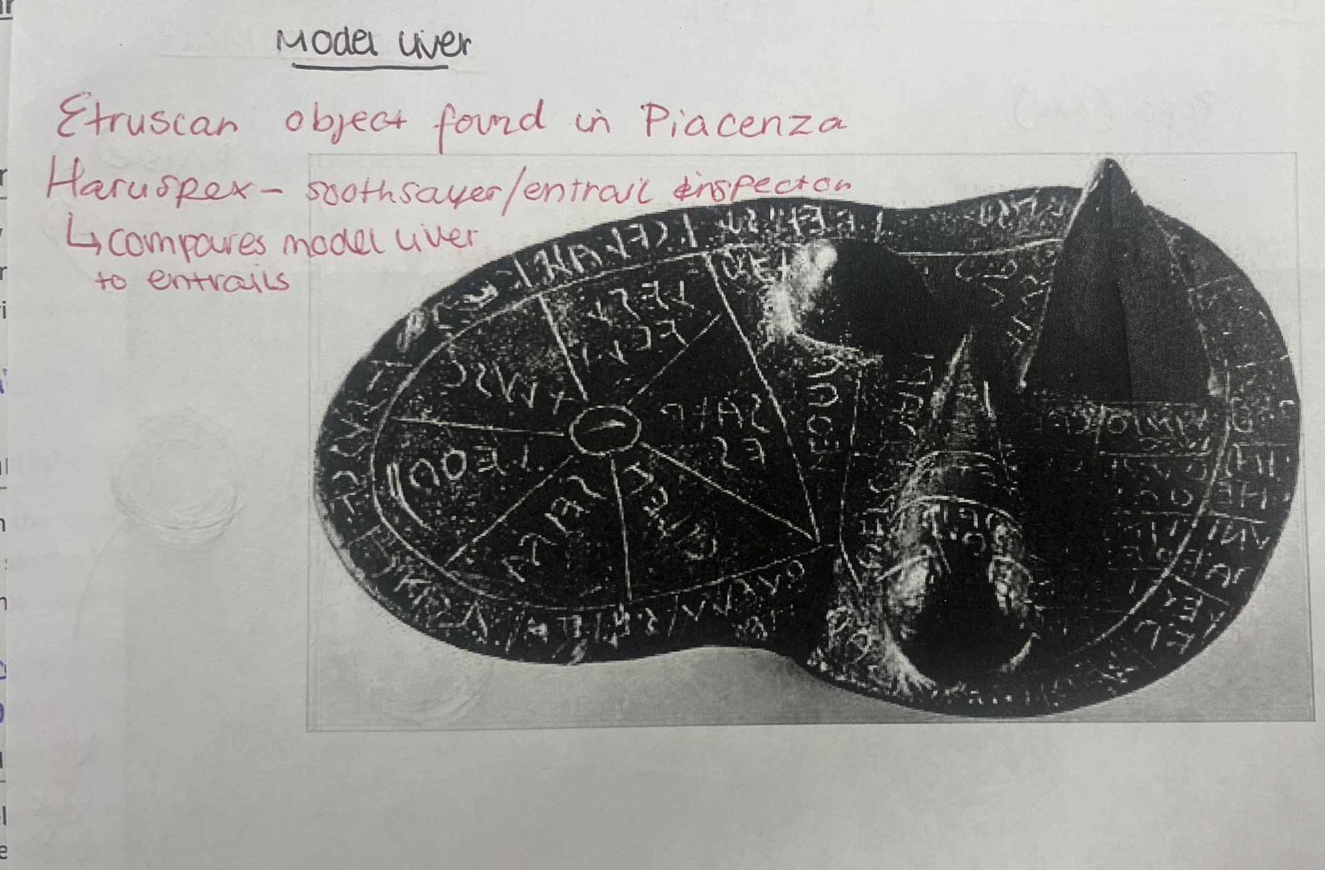 <p><strong>Model liver</strong></p>