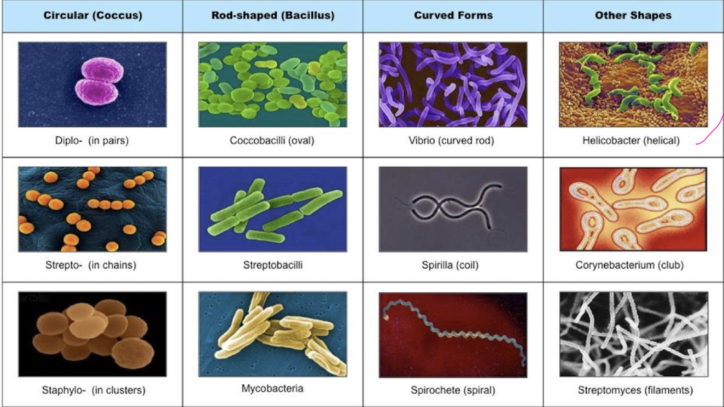 <p><strong>staphylococcus</strong> (clusters)</p><p><strong>diplococci</strong> (pairs)</p><p><strong>streptobacilli</strong> (chains)</p>