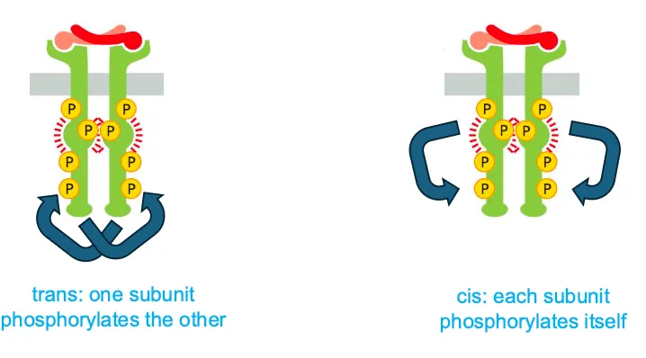 <p><span><span>Cis activation is when each subunit phosphorylates itself and trans is when they phosphorylate each other.</span></span></p>