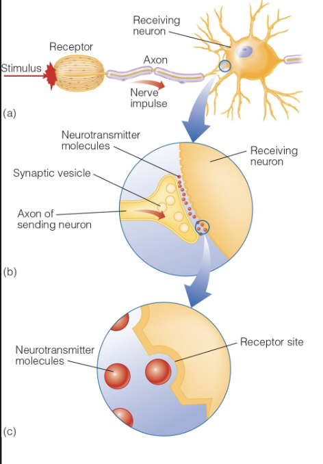 <p>Local changes in membrane voltage.</p><p>• Occur in dendrites and cell body.</p><p>• Continuous - vary in size with input strength.</p><p>• Can be excitatory or inhibitory.</p><p>• Summed across space and time.</p><p>• Determine whether threshold is reached to trigger an action potential.</p>