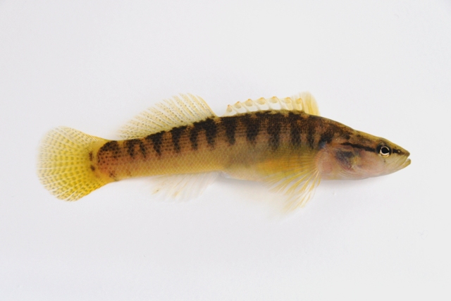 <p>Fantail Darter; very short first dorsal fin and broad, rounded second dorsal and caudal.</p>