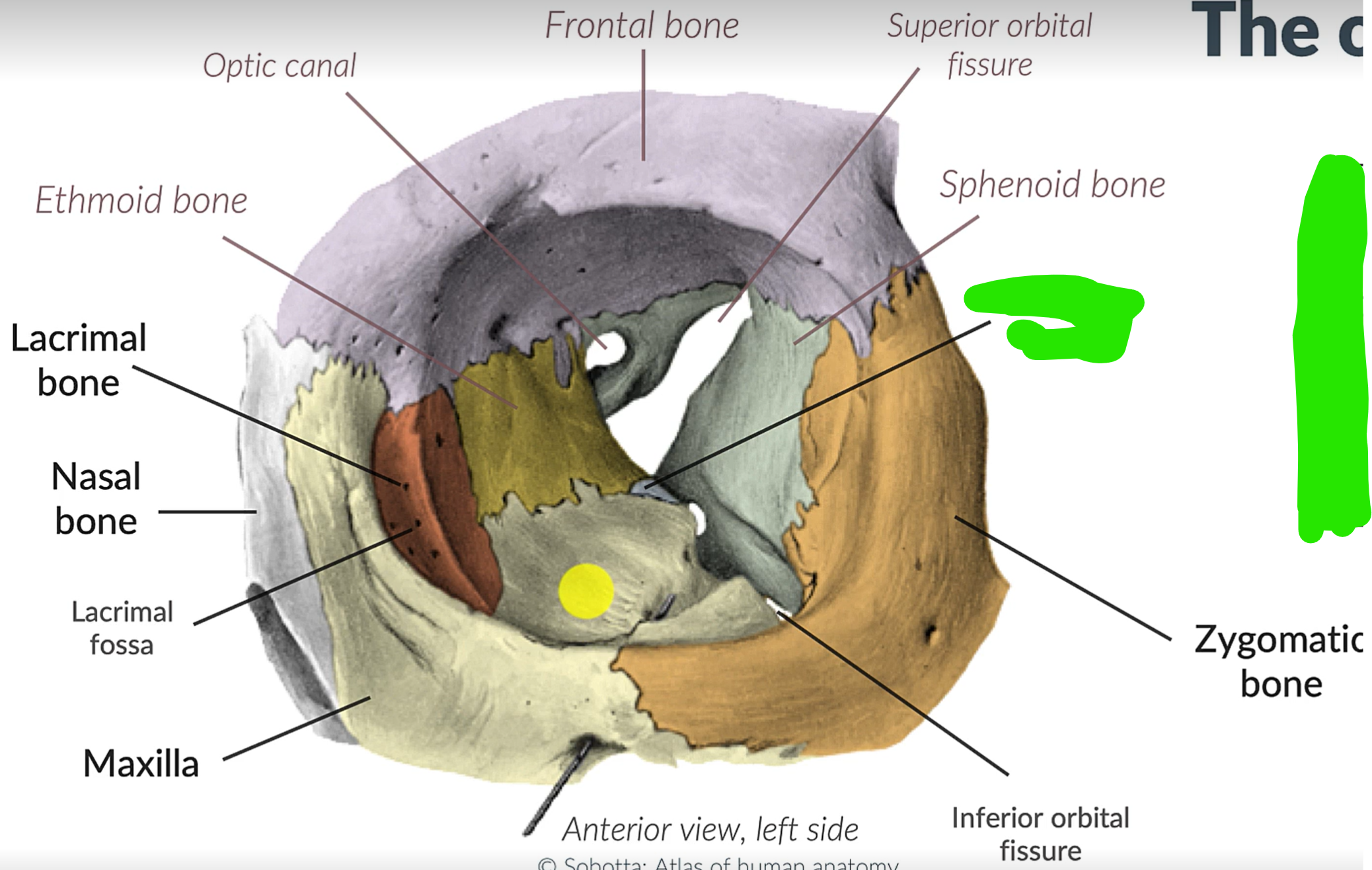 term image
