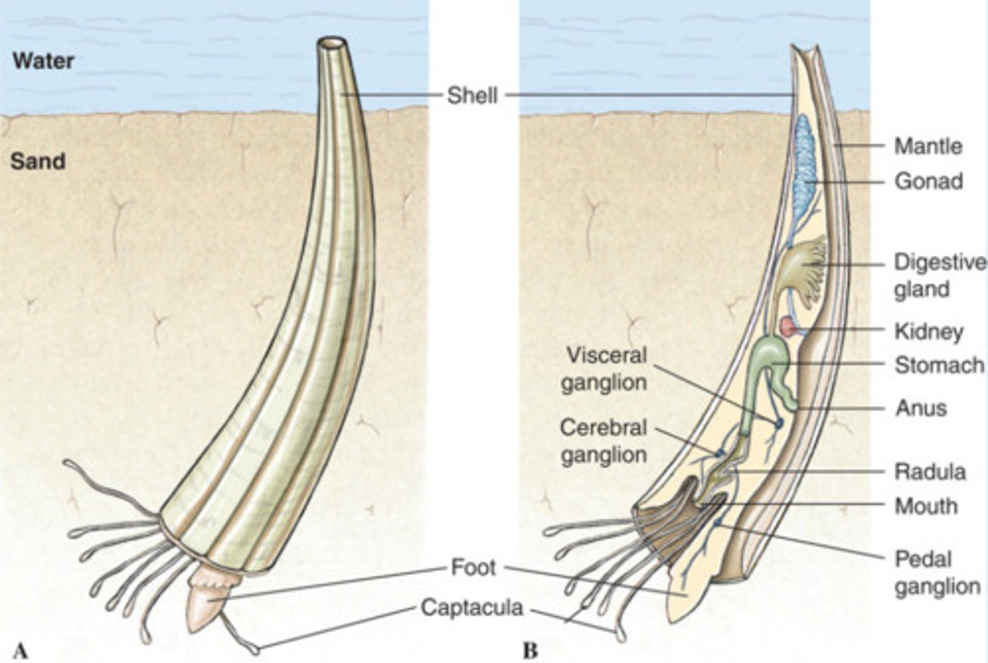 <p>tusk shells</p>