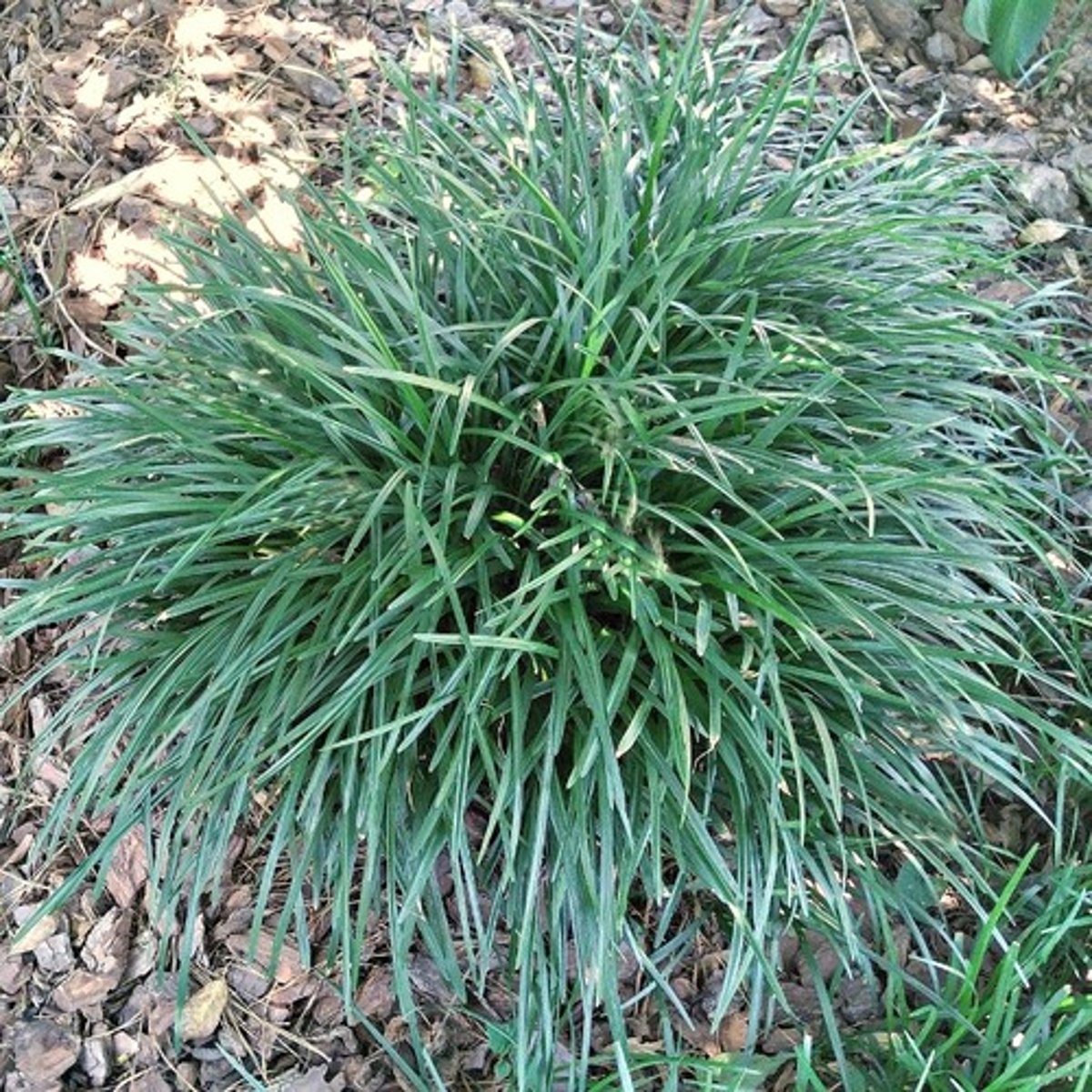 <p>Liriope muscari</p>