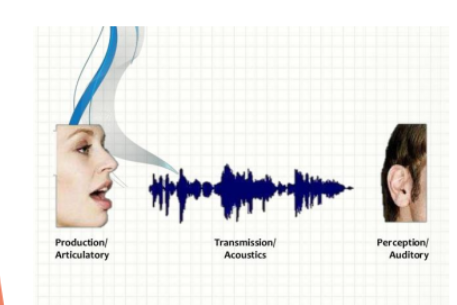 <p>The study of sound systems of languages; What sounds are distinctive in a language</p><ul><li><p>Articulatory</p></li><li><p>Acoustic</p></li><li><p>Auditory</p></li></ul><p></p>