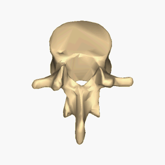 <p>What type of vertebrae is this?</p>