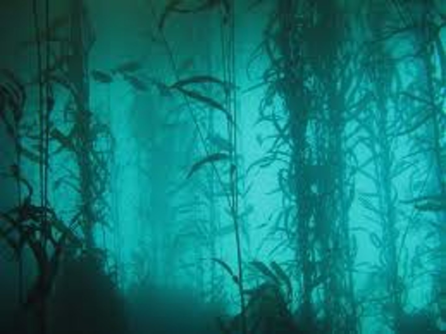 <p>large, abundant species with strong, community-wise effects as habitat or food providers (also good competitors, think trees)</p>