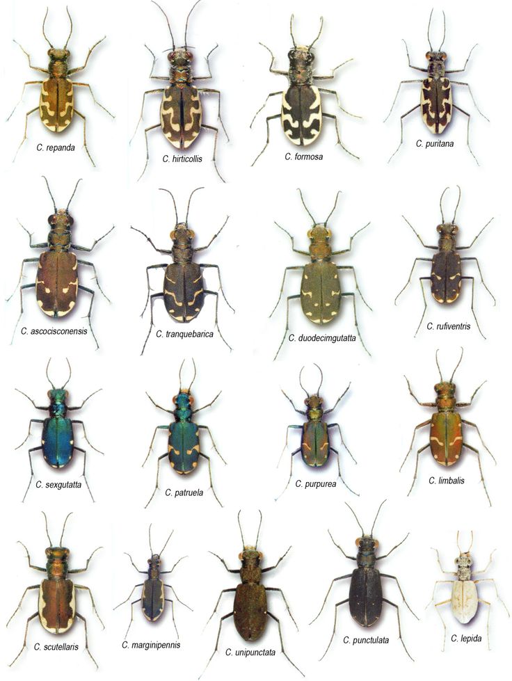 <p>Tiger Beetles</p><p>Order Coleoptera</p>