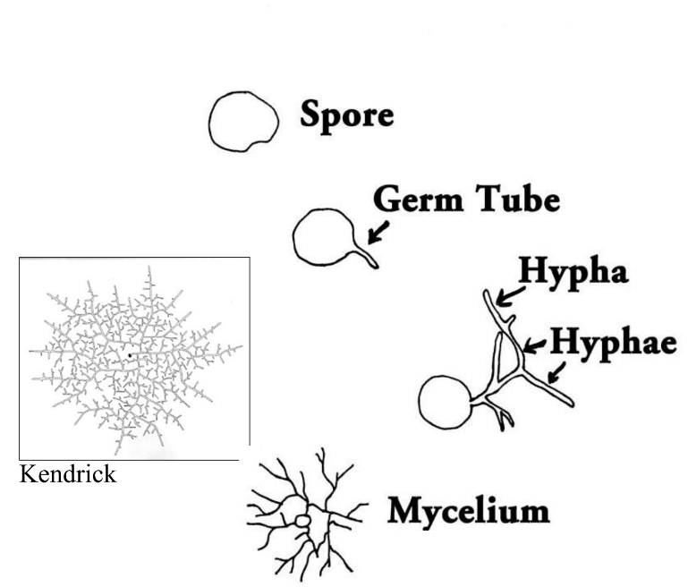 <p>Mycelium  (Ch. 2)</p>