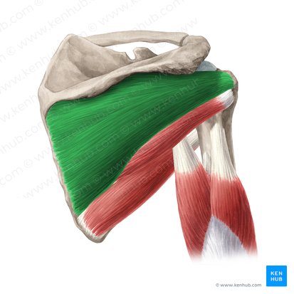 Suprascapular nerve (C5-C6)