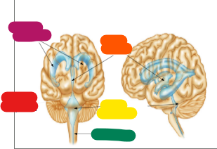 <p>Identify magenta</p>