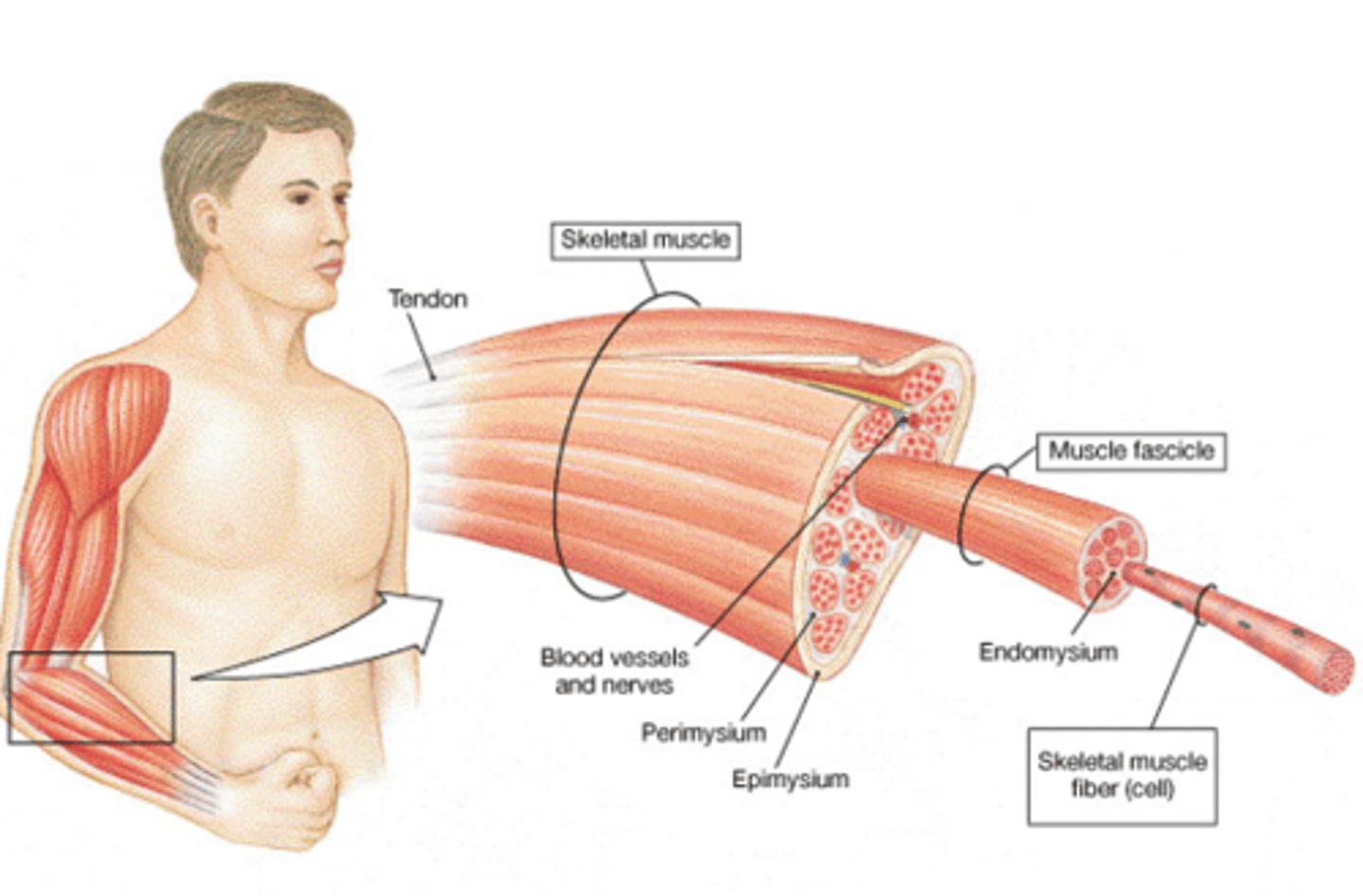 <p>Epimysium ("epi" -- upon)</p><p>Perimysium ("peri" -- around)</p><p>Endomysium ("endo" -- inside)</p>