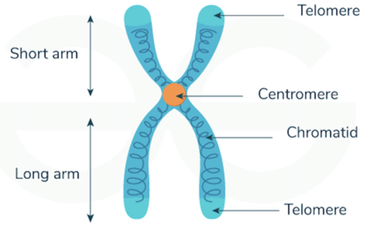 <p>tightly coiled DNA that is found in the nuclei of cells; humans have 46</p>