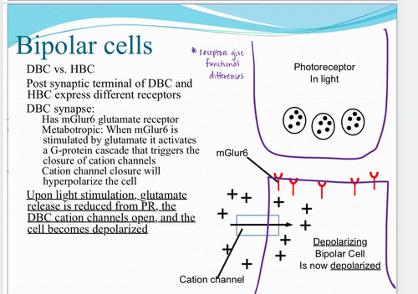 <p>Upon light stimulation, what happens to the depolarizing bipolar cell?</p>