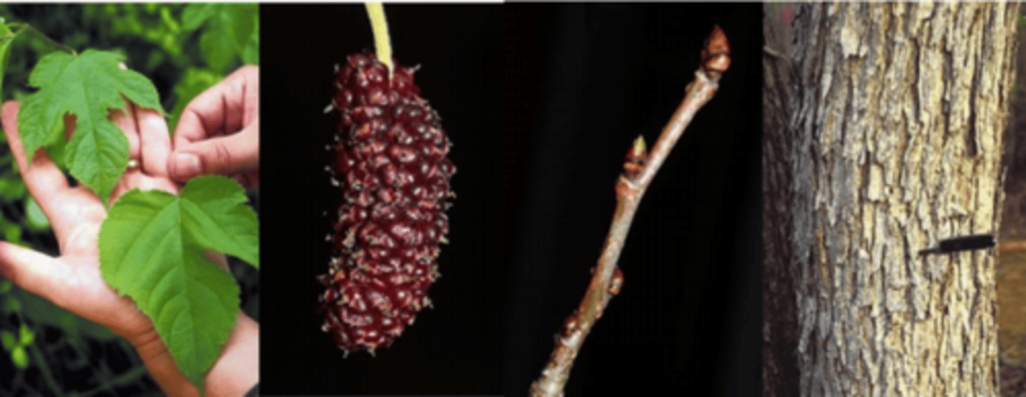 <p>Leaves: Alternate, simple, broadest at the base or middle; polymorphic (mostly entire) shaped leaves (entire to deeply lobed 1-3 lobes), dark green, scabrous. Densely toothed, tip pointed; with 3 principal veins emerging from the base; upper surface smooth; lower surface paler, hairy; excluding milky juice when cut </p><p>Twigs: Twigs tannish-brown, round, smooth w/ milky sap in summer. </p><p>Buds: brown, ovoid (plump) w/ 4-8 imbricate scales; bud scales two-toned green/brown. </p><p>Fruit: purple fleshy berry, 1.5” long, ripen in June-July. Known to be eaten by at least 21 species of birds, including wild turkey, squirrels, mice, and raccoons </p><p>Bark: bark thin, dark brown to gray with an orange tint, grooves shallow, ridges narrow, tight or occasionally with loose scales </p><p>Form/Silvics: Native to U.S. but less common than white mulberry; a woodland species, not weedy/invasive like white mulberry. Medium sized tree up to 60 feet tall, short trunk and broad, rounded crown. Different than white mulberry: M. alba has similar leaves which are smooth &amp; shiny and yellowish green, raised leaf scars that are half-moon shaped with numerous bundle scars; M. alba bud scales are striped, broad at the base and pointed at the tip. Occurs in moist woods in lowland areas or on moist upland slopes</p>