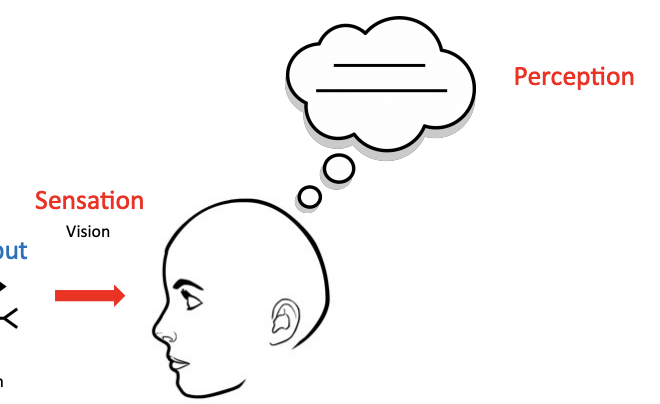 <p>act of making sense of the input BUT there could be errors involved in processing</p><p>ex: measuring if the lines are the same length with our eyes</p>