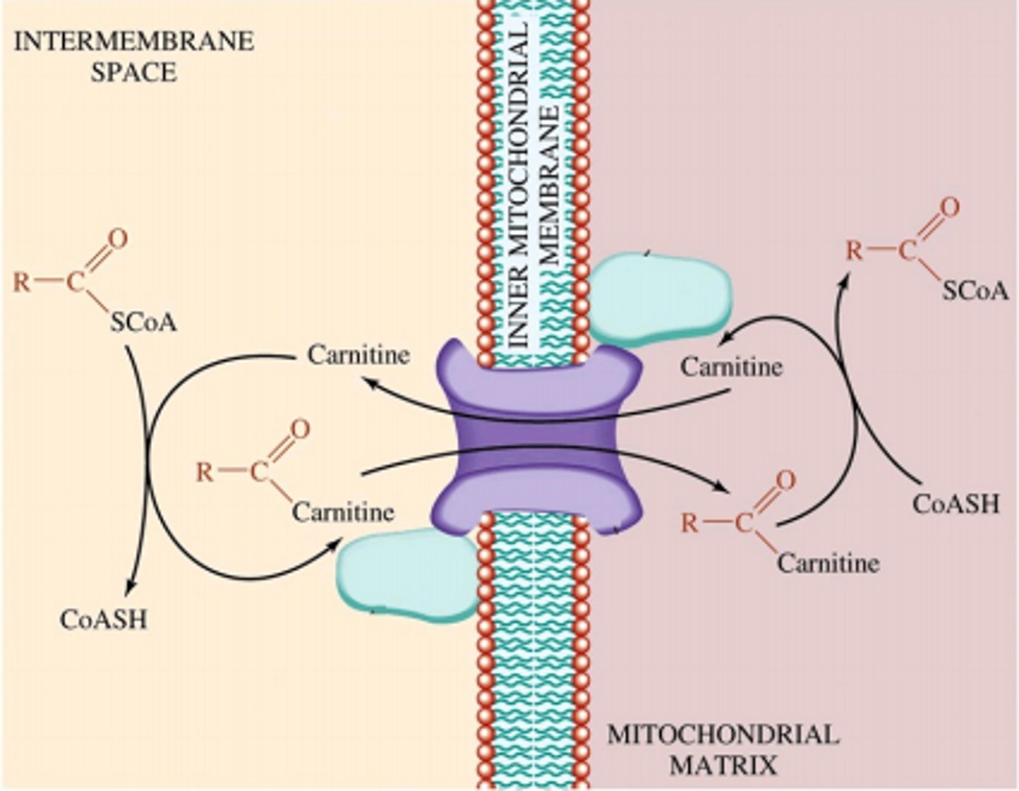 <p>What are the two mitochondrial regions?</p>