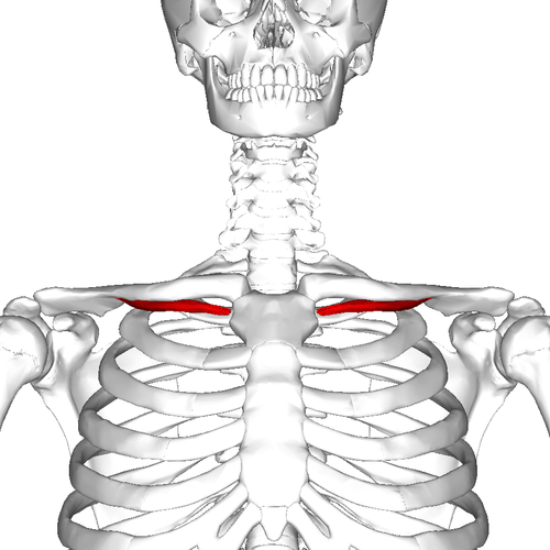 <p>depresses clavicle</p>