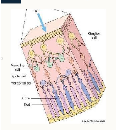 <p>3 layers:</p><ol><li><p>Ganglion cells - produce white matter tract to transmit information to the brain via the optic nerve</p></li><li><p>Bipolar cells, amacrine cells (connect widely) and horizontal cells (connect horizontally) - opportunity for processing at the level of the retina before transmission to the cortex</p></li><li><p>Photoreceptors - transduction of photon energy into membrane depolarisation and action potentials (rods and cones)</p></li></ol><p></p>