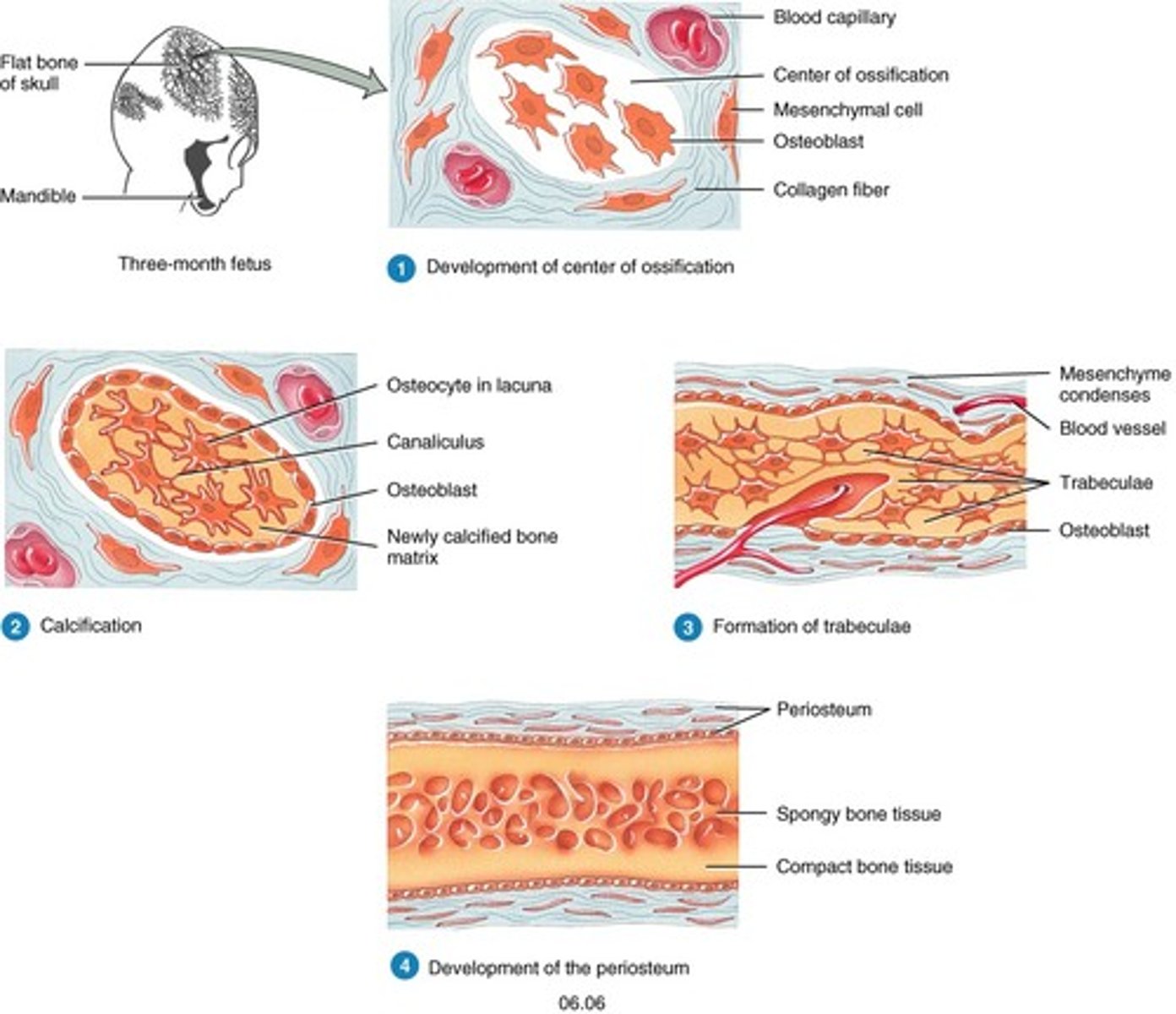 <p>During intramembranous ossification, compact and spongy bone develops directly from sheets of mesenchymal (undifferentiated) connective tissue. The flat bones of the face, most of the cranial bones, and the clavicles (collarbones) are formed via intramembranous ossification.</p><p>The process begins when mesenchymal cells in the embryonic skeleton gather together and begin to differentiate into specialized cells. Some of these cells will differentiate into capillaries, while others will become osteogenic cells and then osteoblasts. Although they will ultimately be spread out by the formation of bone tissue, early osteoblasts appear in a cluster called an ossification center.</p><p>The osteoblasts secrete osteoid, uncalcified matrix, which calcifies (hardens) within a few days as mineral salts are deposited on it, thereby entrapping the osteoblasts within. Once entrapped, the osteoblasts become osteocytes. As osteoblasts transform into osteocytes, osteogenic cells in the surrounding connective tissue differentiate into new osteoblasts.</p><p>Osteoid (unmineralized bone matrix) secreted around the capillaries results in a trabecular matrix, while osteoblasts on the surface of the spongy bone become the periosteum. The periosteum then creates a protective layer of compact bone superficial to the trabecular bone. The trabecular bone crowds nearby blood vessels, which eventually condense into red marrow.</p>